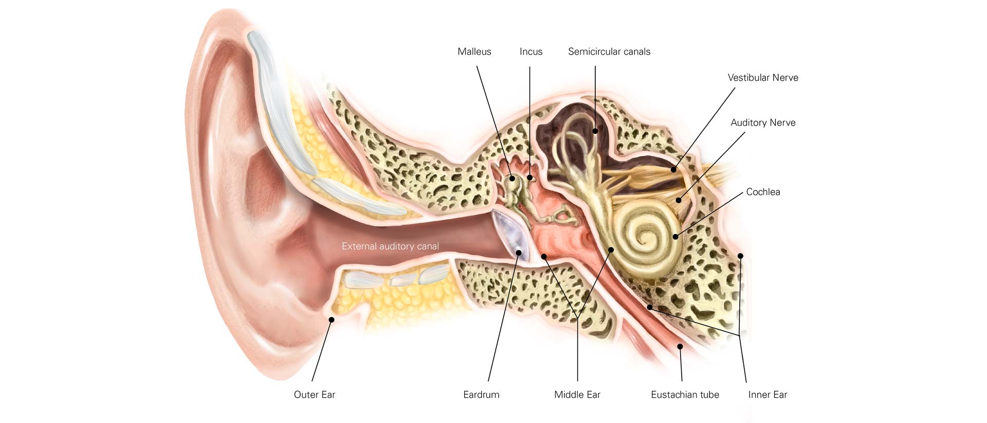 No centro: o sistema vestibular ou órgão do equilíbrio